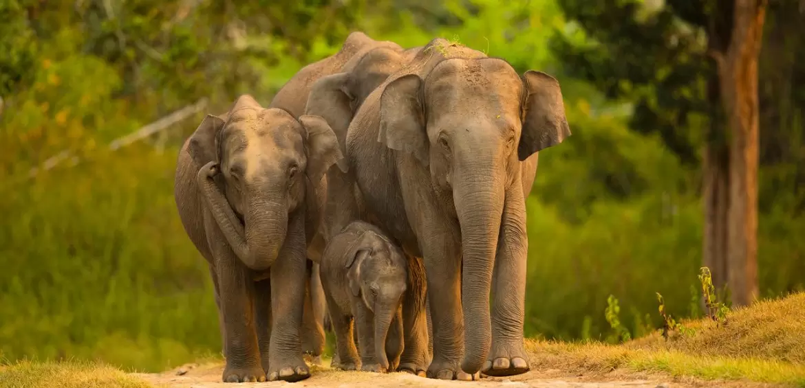 Dandeli National Park