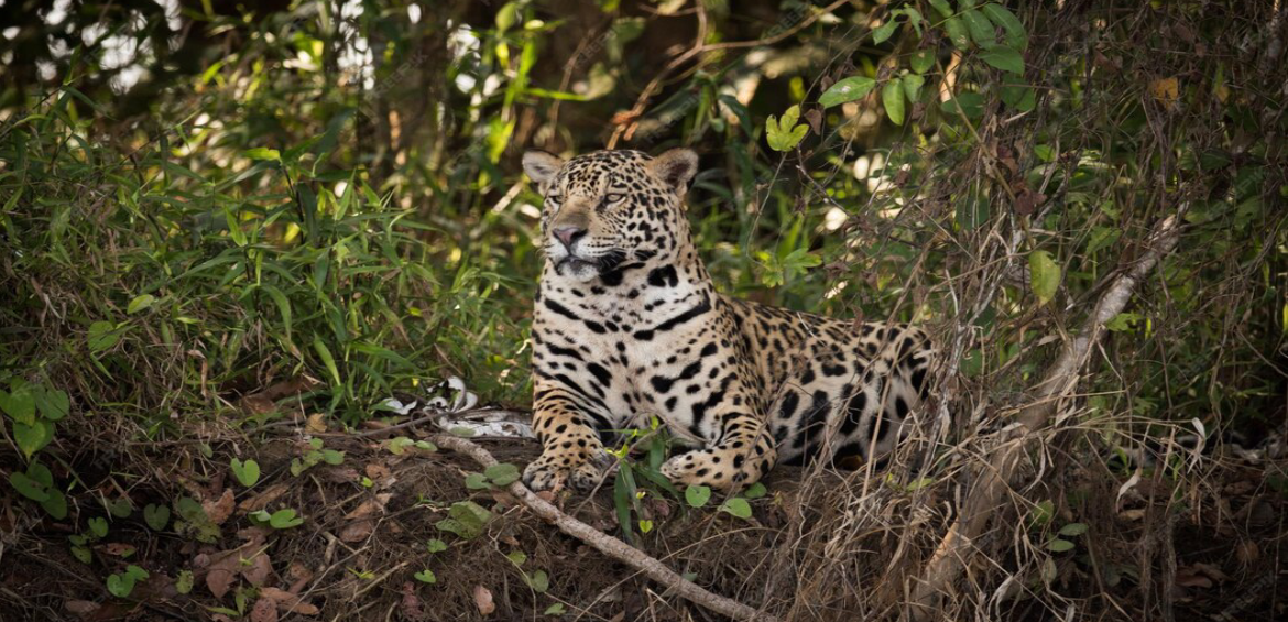 🐾 Someshwara Wildlife