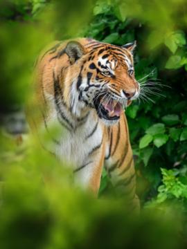 🐅 BR- Hills Tiger Reserve