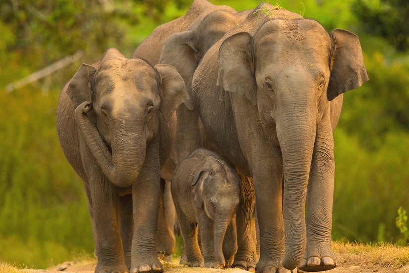 Dandeli National Park