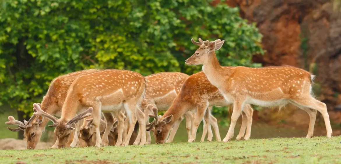 🐾 Someshwara Wildlife
