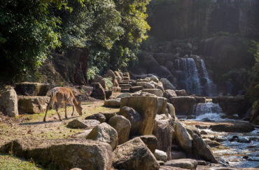 Wayanad