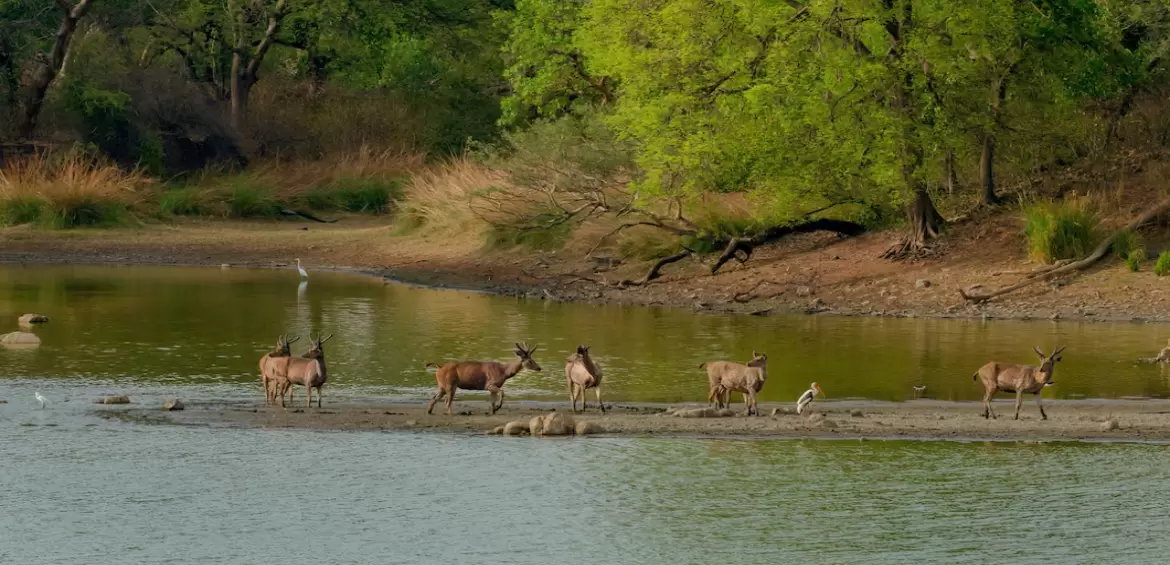🐾 Someshwara Wildlife