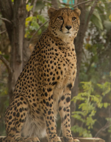 🐾 Someshwara Wildlife