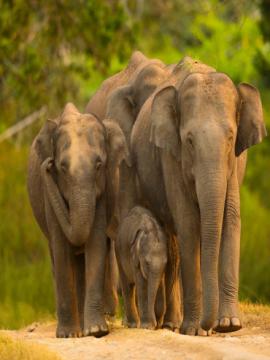 Dandeli National Park