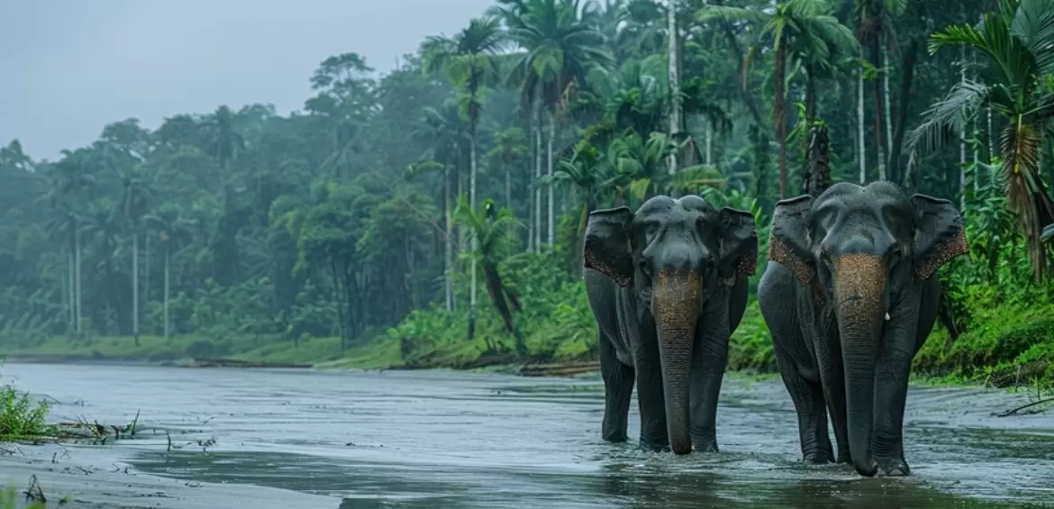 Wayanad