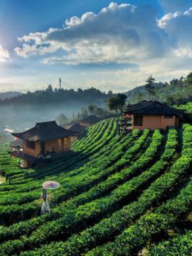 Ooty