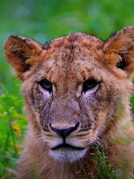 Wildlife