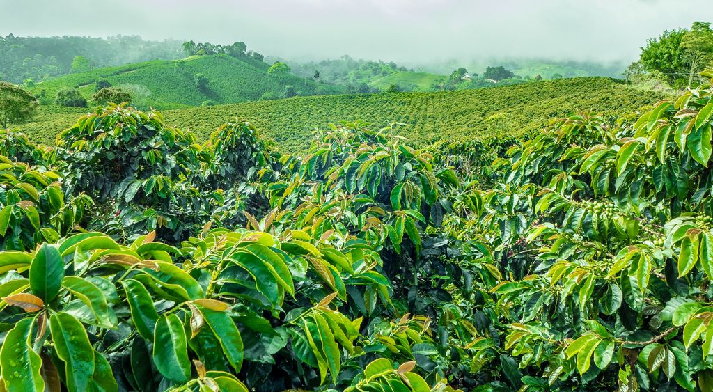 Coorg Coffee Retreat